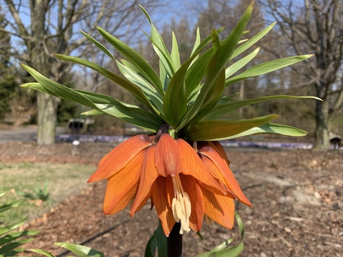 Szachownica cesarska, cesarska korona (Fritillaria imperialis L.) 