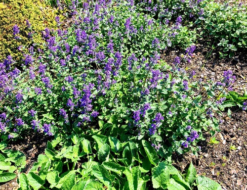 Kocimiętka (Nepeta L.)