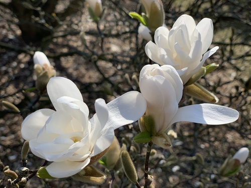 Biała magnolia gwiaździsta (Magnolia stellata) – jedna z najwcześniej kwitnących