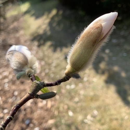 Biała magnolia gwiaździsta (Magnolia stellata) – jedna z najwcześniej kwitnących