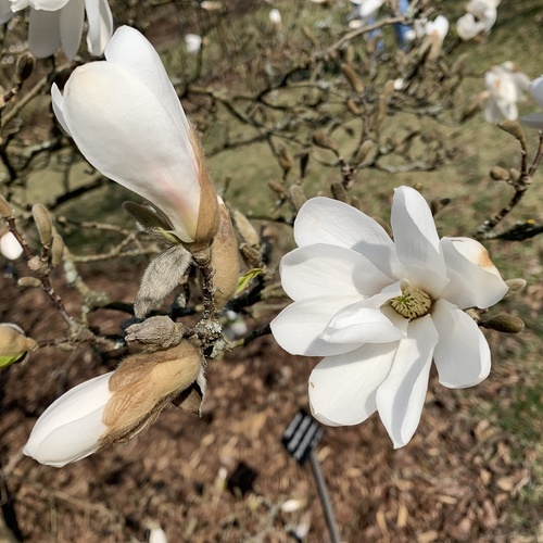 Biała magnolia gwiaździsta (Magnolia stellata) – jedna z najwcześniej kwitnących