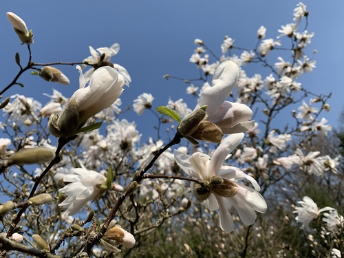 Biała magnolia gwiaździsta (Magnolia stellata) – jedna z najwcześniej kwitnących