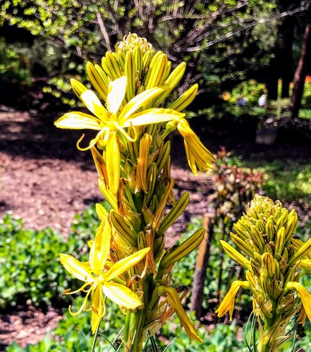 Złotnica żółta Asphodeline lutea - bylina o żółtych kwiatach