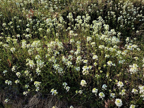 gęsiówka macedońska (Arabis ferdinandi-coburgi)roślina do ogródków skalnych 