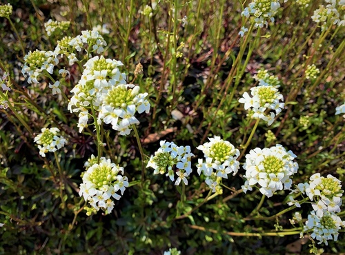 gęsiówka macedońska (Arabis ferdinandi-coburgi)roślina do ogródków skalnych 