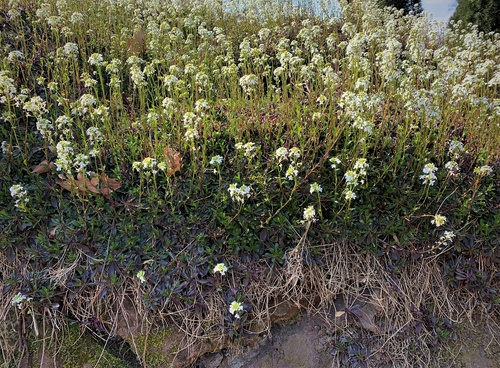 gęsiówka macedońska (Arabis ferdinandi-coburgi)roślina do ogródków skalnych 