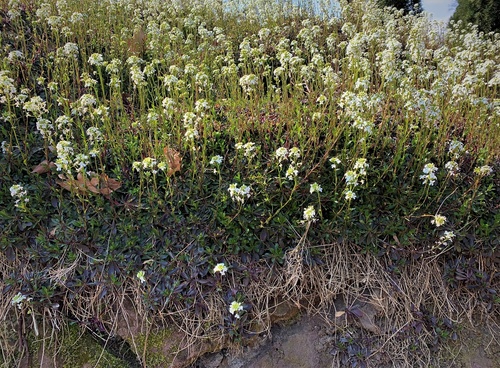 gęsiówka macedońska (Arabis ferdinandi-coburgi)roślina do ogródków skalnych 