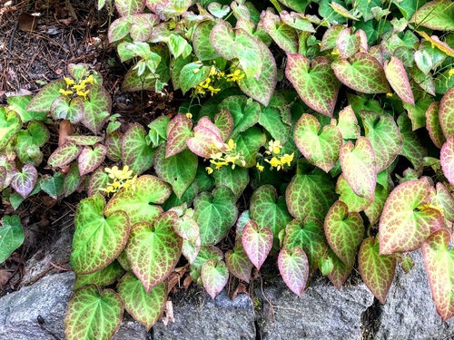 Epimedium pstre (Epimedium x versicolor) ‘Sulphureum’ – wspaniała roślina zadarniająca do cienistych miejsc