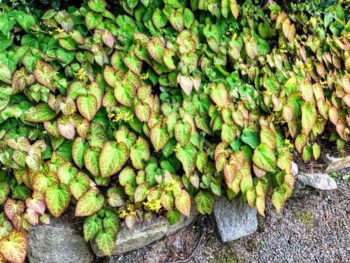 Epimedium pstre (Epimedium x versicolor) ‘Sulphureum’ – wspaniała roślina zadarniająca do cienistych miejsc