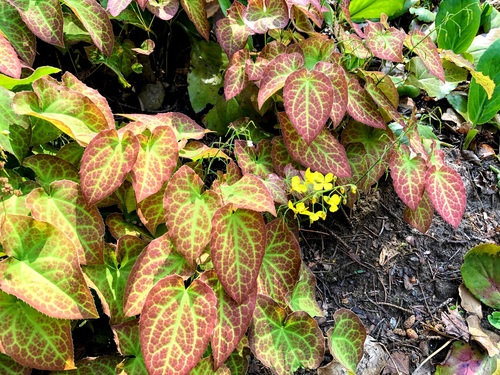 Epimedium pstre (Epimedium x versicolor) ‘Sulphureum’ – wspaniała roślina zadarniająca do cienistych miejsc