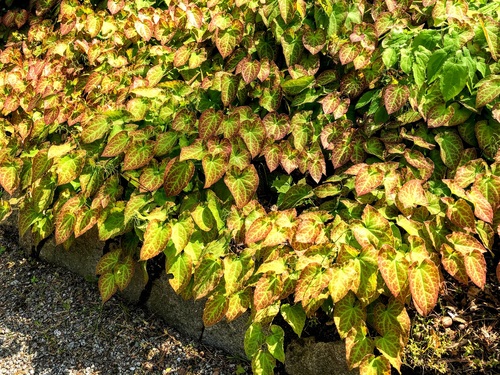 Epimedium pstre (Epimedium x versicolor) ‘Sulphureum’ – wspaniała roślina zadarniająca do cienistych miejsc