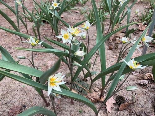 Tulipan turkiestański (Tulipa turkestanica) 