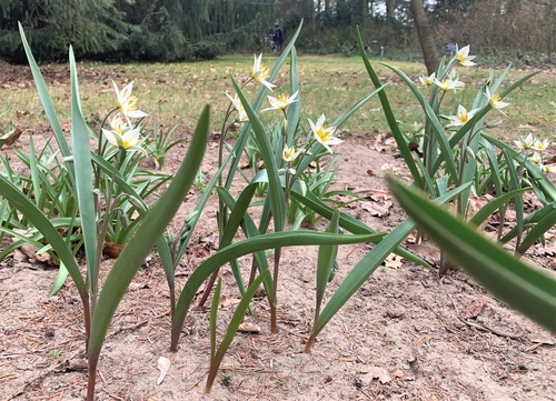 Tulipan turkiestański (Tulipa turkestanica) 