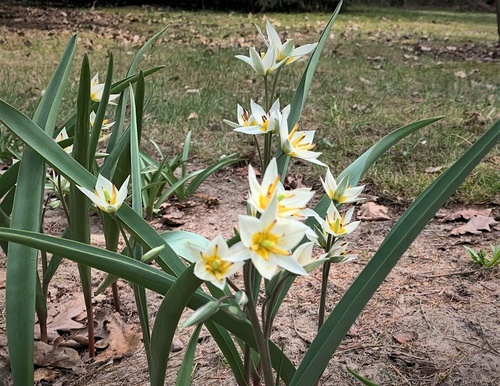 Tulipan turkiestański (Tulipa turkestanica) 