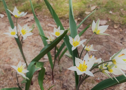 Tulipan turkiestański (Tulipa turkestanica) 