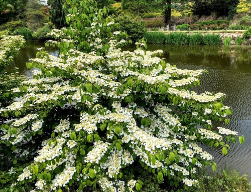 Kalina japońska odmiana płodna (Viburnum plicatum f.tomentosum) 