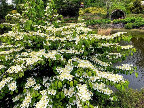 Kalina japońska odmiana płodna (Viburnum plicatum f.tomentosum) 