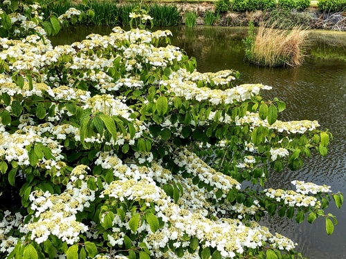 Kalina japońska odmiana płodna (Viburnum plicatum f.tomentosum) 