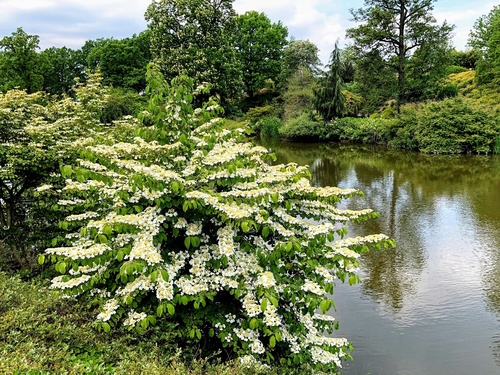 Kalina japońska odmiana płodna (Viburnum plicatum f.tomentosum) 