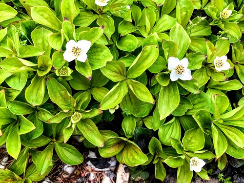 Dereń kanadyjski Cornus canadensis - niska, zadarniająca krzewinka