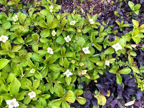 Dereń kanadyjski Cornus canadensis - niska, zadarniająca krzewinka