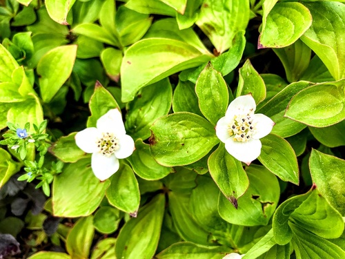 Dereń kanadyjski Cornus canadensis - niska, zadarniająca krzewinka