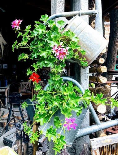 Najładniejsze  rośliny zwisające na balkon i taras