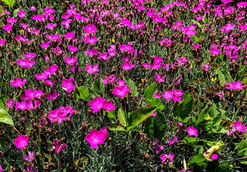 Goździk siny (Dianthus gratianopolitanus)