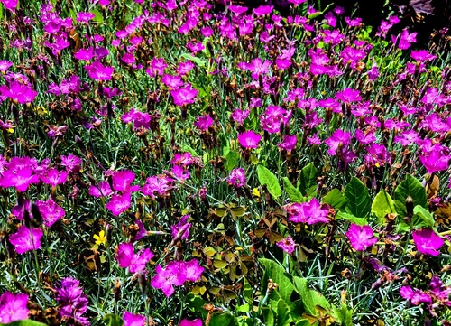 Goździk siny (Dianthus gratianopolitanus)