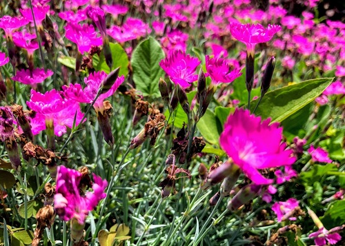 Goździk siny (Dianthus gratianopolitanus)