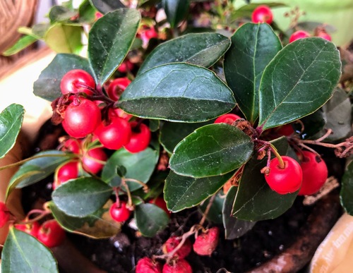 Gaultheria procumbens, znana też jako golteria rozesłana lub golteria pełzająca