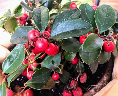Gaultheria procumbens, znana też jako golteria rozesłana lub golteria pełzająca