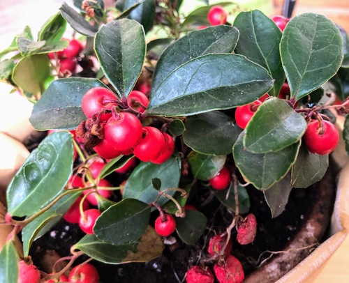 Gaultheria procumbens, znana też jako golteria rozesłana lub golteria pełzająca