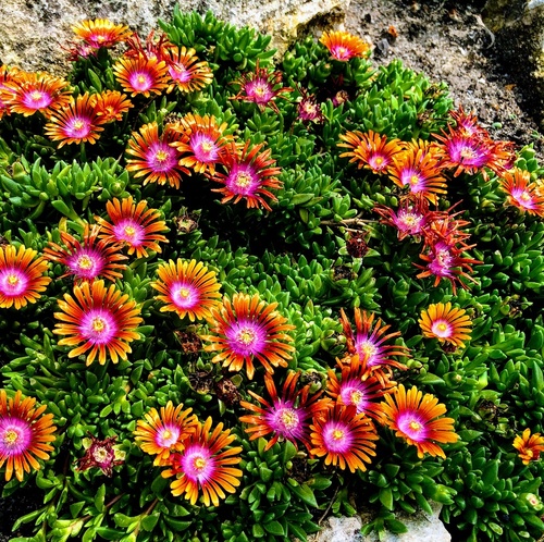 Delosperma 'Fire Spinner' 