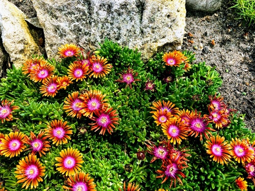 Delosperma 'Fire Spinner' 