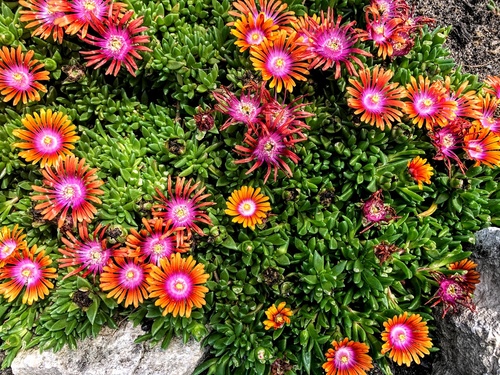 Delosperma 'Fire Spinner' 