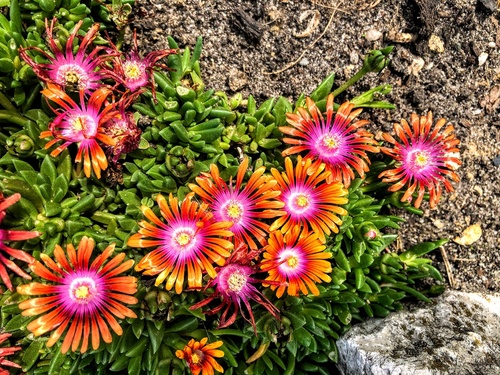 Delosperma 'Fire Spinner' 