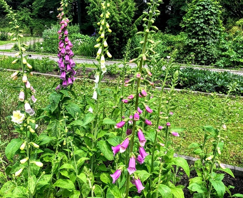 Naparstnica purpurowa (Digitalis purpurea) – dekoracyjna bylina idealna do kompozycji grupowych