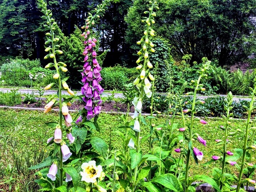 Planując ogród wybieraj rośliny, które są przyjazne pszczołom