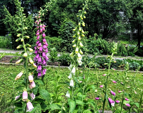 Naparstnica purpurowa (Digitalis purpurea) – dekoracyjna bylina idealna do kompozycji grupowych