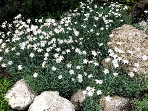 Ogród zaprojektowany we wszystkich odcieniach bieli - anielska rabata