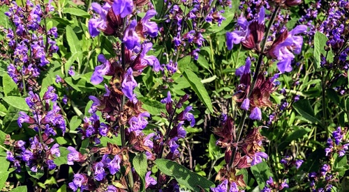 szałwia lekarska (Salvia officinalis) 