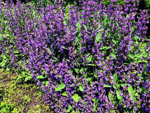 szałwia lekarska (Salvia officinalis) 