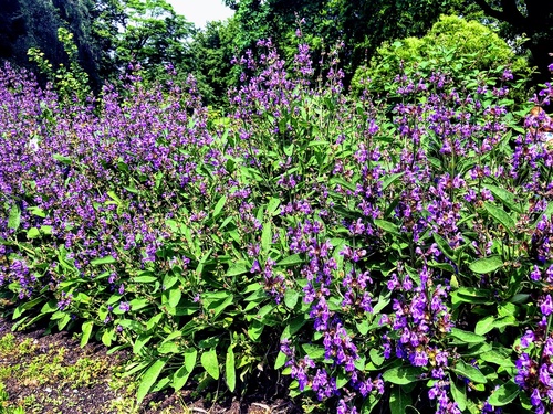 szałwia lekarska (Salvia officinalis) 