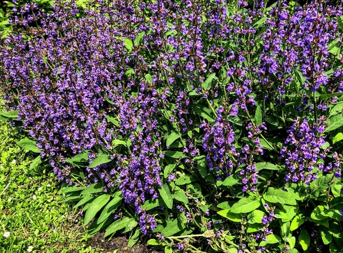 szałwia lekarska (Salvia officinalis) 