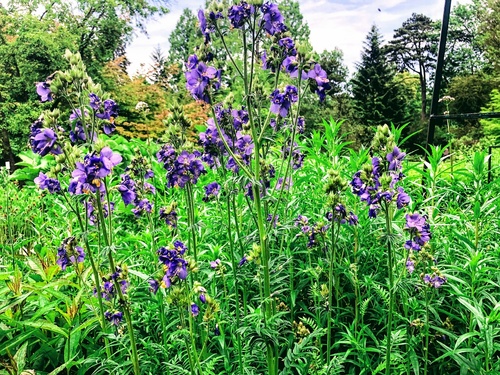 Wielosił błękitny (Polemonium caeruleum) 