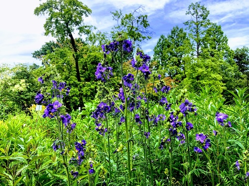 Wielosił błękitny (Polemonium caeruleum) 