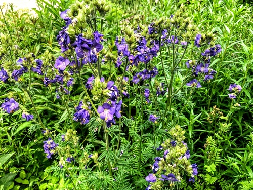 Wielosił błękitny (Polemonium caeruleum) 