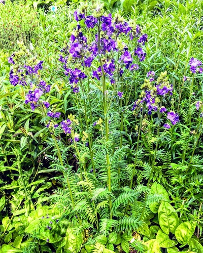 Wielosił błękitny (Polemonium caeruleum) 