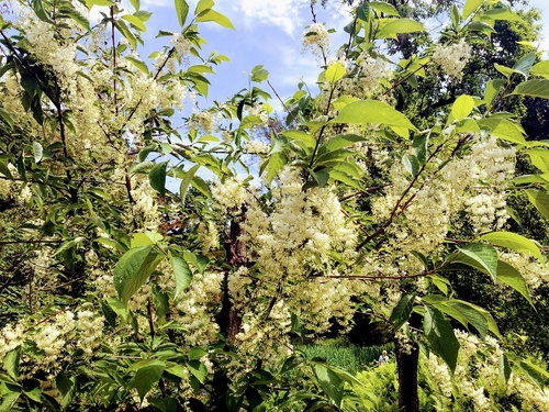 Strykowiec japoński (Petrostyrax hispidus) 